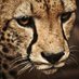 Иван Мартов (@toplider102) Twitter profile photo Иван Мартов (@toplider102) Twitter profile photo