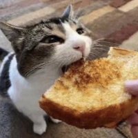 aNormalTwittterUser (@anormaluser_2) 's Twitter Profile