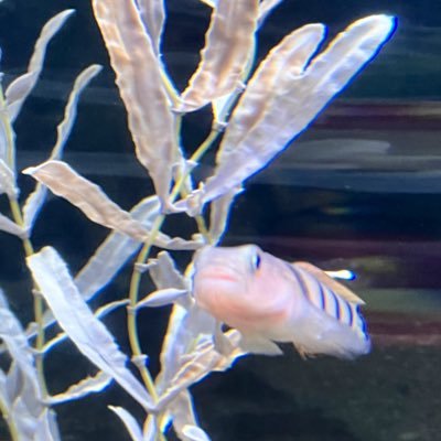 かしろ海さんのプロフィール画像