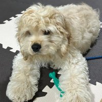 J_C_Chobin (@j_c_chobim) 's Twitter Profile