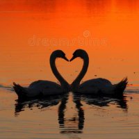🦢 Swan Lake 🦢 (@142c_) 's Twitter Profile Photo