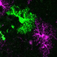 Warsaw Glia Community (@warsawgliacomm) 's Twitter Profile