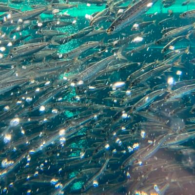 7JnWGAJGg826395's profile picture. アクアリウム🐠クマノミグッピープレコメダカ