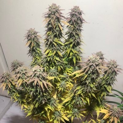 lawidontcare's profile picture. Union verbieten !!!!