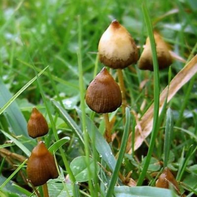 Foraging advice
Music and Magic things
#magicbeats85
https://t.co/OiM06fnfH5
https://t.co/sxz7JIKZvN