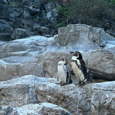 kazuscience's profile picture. 25歳/DS/メンタルヘルス分野に貢献したい