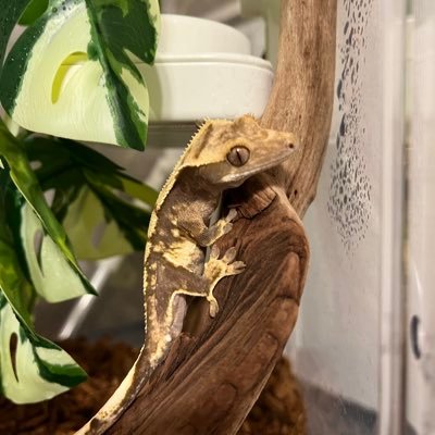 tfti1060's profile picture. 🦎