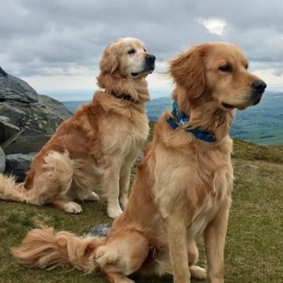 I'm Monty, a 12 yr old golden retriever. Maxx is 7 and we're currently hosting 4 year old Freddie for a few months. Living on the beautiful Isle of Man 🇮🇲