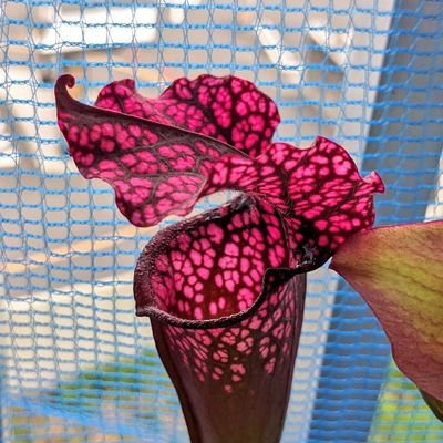 GEN85413271's profile picture. 趣味は釣り、山登り（ただし低山）、キャンプ、ダム巡り、生き物の採取・飼育、ガーデニング、DIYなどなど。
今は食虫植物＆サンショウウオと暮らしてます。