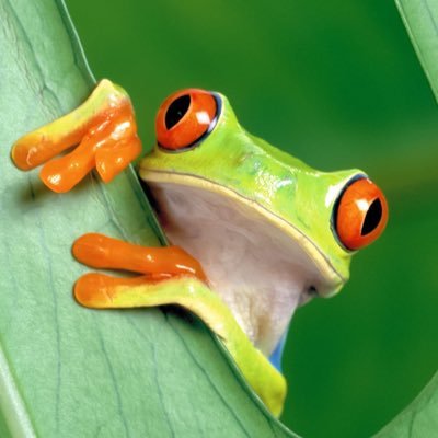 カエル君@Vスト乗り (@Vst1720) / Posts / X