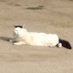 gato rolinga (@bakaaboring) Twitter profile photo gato rolinga (@bakaaboring) Twitter profile photo