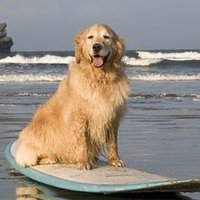 Surf Dawg (@surfnshout) 's Twitter Profile Photo Surf Dawg (@surfnshout) 's Twitter Profile Photo