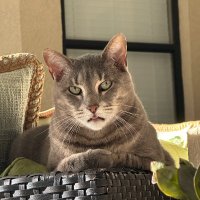 Ally Cat (@01allycat) 's Twitter Profile