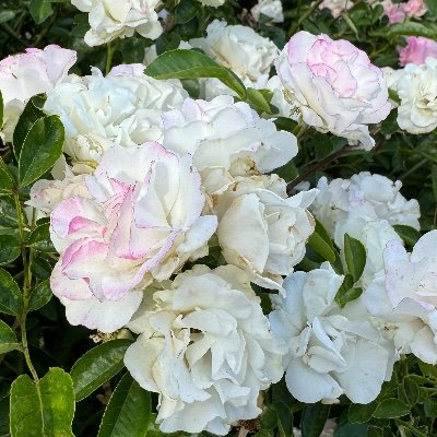 IM_Sissi5's profile picture. 