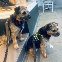 Archie & Maisie (@jaygla) 's Twitter Profile