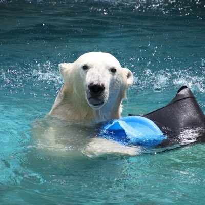 akiko424551's profile picture. 天王寺動物園のホッキョクグマ🐻‍❄️ホウちゃんが大好き。成長を見守っています。無断転載・使用はご遠慮ください。