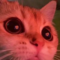 mermio🔞 (@mermio_0) 's Twitter Profile