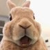Whale Lord (@whaleolord) Twitter profile photo Whale Lord (@whaleolord) Twitter profile photo