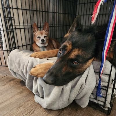 JasonRu60439336's profile picture. Here to piss off moron leftist, liberals, communists, and generally stupid people.