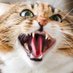 Angry kitty (@TheMoney_Cat) Twitter profile photo