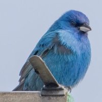 AR (@anthonyareed) 's Twitter Profile