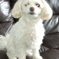 Patricia Jacob (@jacob_patricia) 's Twitter Profile