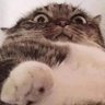 fatcatharvey's profile picture. その種類の1つだけ 🇯🇵
