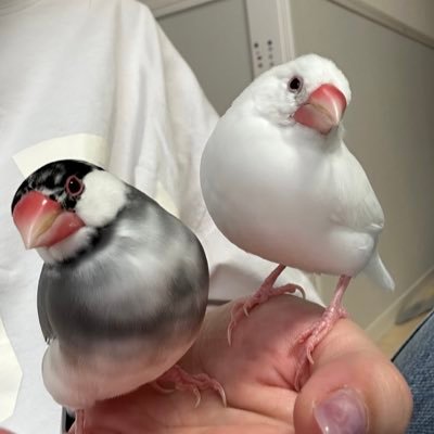 ひじき桜文鳥♂マシュマロ白文鳥♀2021年5月上旬生まれ(推定)です🐣文鳥好きさんと仲良くなれたら嬉しいな(*´ω`*)無言フォロー失礼します🙏