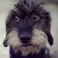Bonkers (@prettytrashguy1) 's Twitter Profile