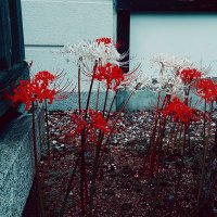 ︎︎🤍︎Ririkaฅ( ̳• ·̫ • ̳ฅ)🖤 (@karaagetyuudoku) 's Twitter Profile