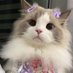 SillyKitty (@berrysillykitty) Twitter profile photo SillyKitty (@berrysillykitty) Twitter profile photo