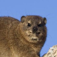 wood (@dnemud) 's Twitter Profile
