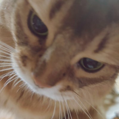 fantalife1234's profile picture. わが家の猫アカ　本アカは消えました　猫なので発信はしません　見たり聞いたりするだけです