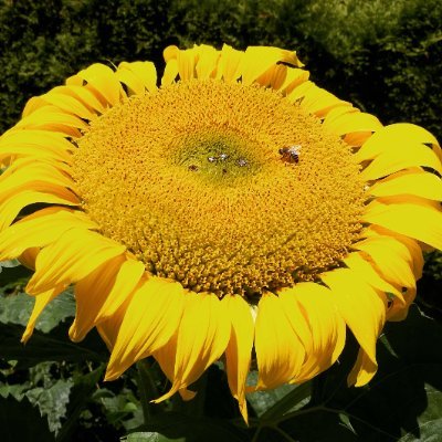 danieladalezios's profile picture. 