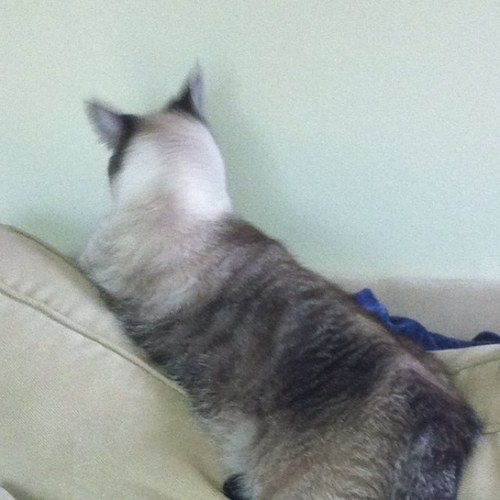 JazzyBerkley's profile picture. 