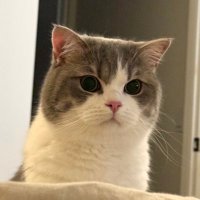 ฅ^•ﻌ•^ฅ ฅ´• ﻌ •`ฅ (@chonkyfatcat) 's Twitter Profile Photo