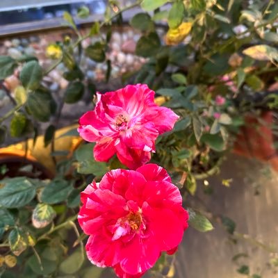 SaveHangingGard's profile picture. This is the official twitter handle by the citizens of Mumbai to save the iconic Hanging Garden and the trees and greenery surrounding https://t.co/j44yVWYugF follow
