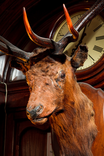 Visiting the Stag’s Head is a wondrous experience whether you call when the premises is cosy, warm and glowing at night time.