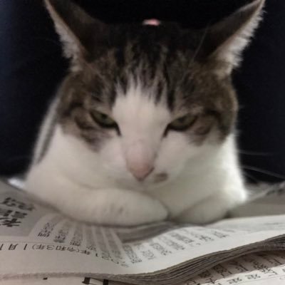 こにゃさんのプロフィール画像