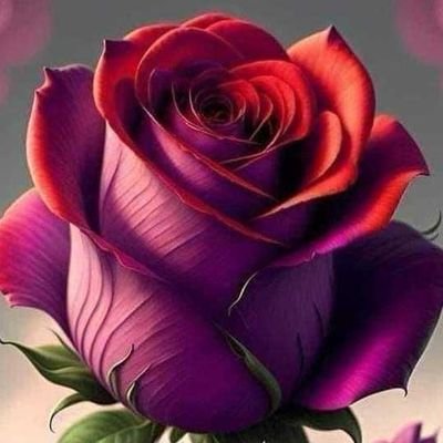 najlaa_allam's profile picture. 