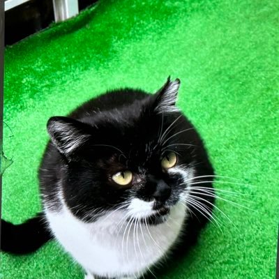 猫🐱花🌷音楽🎵好きです。善を許して悪を許すな。Forgive good and dont Forgive evil.