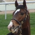 ThoroughbredMarket (@thoroughbredm) Twitter profile photo