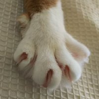 鴇‐toki‐ (@truth_toki) 's Twitter Profile