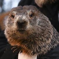 PunxatawnyPhil (@punxatawnyphill) 's Twitter Profile