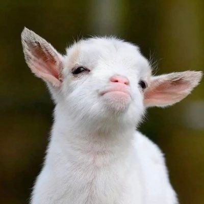 giilgaaa's profile picture. 