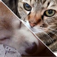 葉月りょう🐬⚽️🍪☕🌈🎭🍶⛸️🐱 (@leafmoon_428) 's Twitter Profile