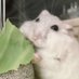 りんことモーイ (@riccohamster) Twitter profile photo りんことモーイ (@riccohamster) Twitter profile photo