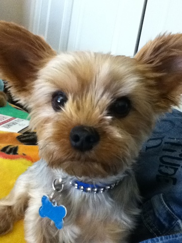 YorkyBearSpeaks's profile picture. I'm 13 yrs. I luv eating cheese, turkey & chicken. I love my belly rubbed, going 4 walks, barking at da mailman, stealing treats & eating off the floor.