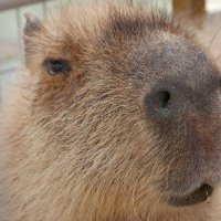 かるぴんちょ (@zoo_jyoho) Twitter profile photo