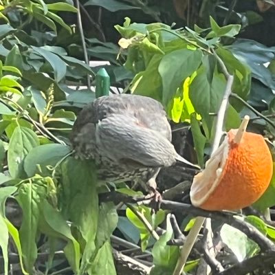 yokoshu7's profile picture. 旨い酒に楽しい音🎸 長期独裁政権反対💣環境問題☠️ 税金対策💰 殺処分廃止🐱 老後資金確保💸 地球人口削減推奨👦300年後の地球が心配→色々あって100年後に繰り上げ中